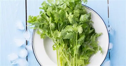 Заморозить или высушить кориандр?
