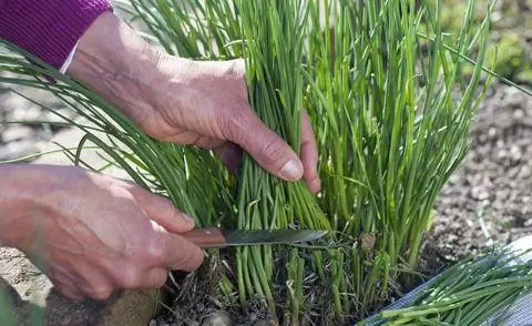 урожай лука