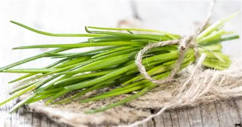 Правильно собирайте зеленый лук