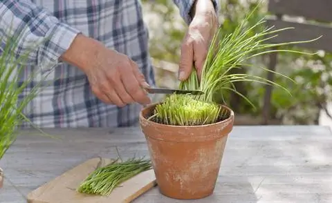 урожай лука