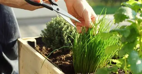 Нарезать зеленый лук: Вот как это делается