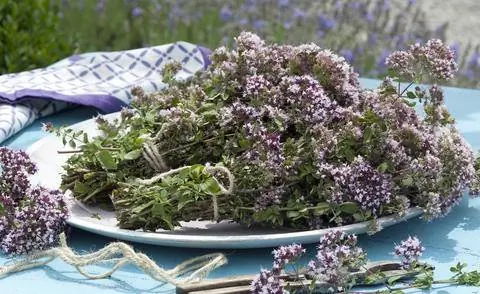 свежесрезанный орегано