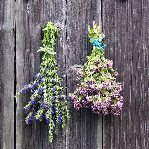 Повесьте букеты орегано сушиться