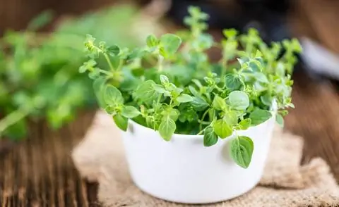 веточки орегано