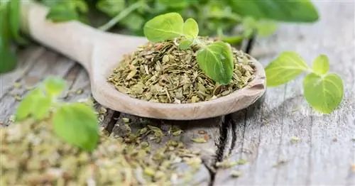 Сушка орегано: это так просто