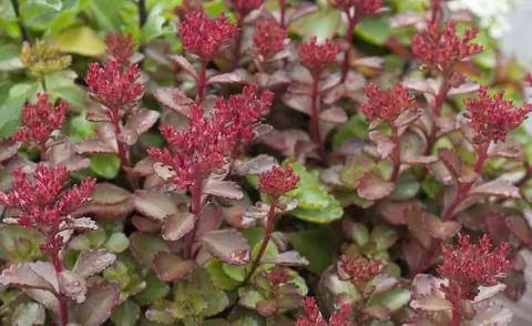 Очиток Sedum spurium Fuldaglut