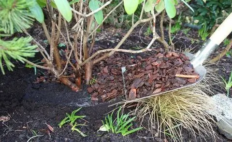 Мульчирование рододендронов