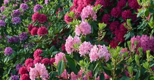 Уход за рододендроном: 5 самых распространенных ошибок