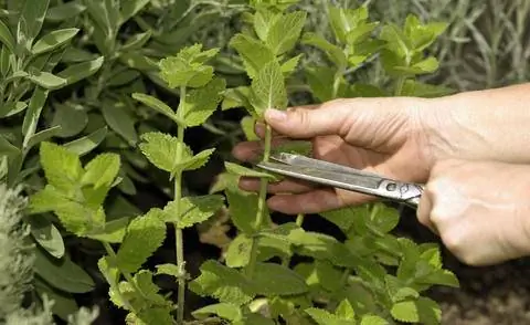 Урожай лимонной мяты