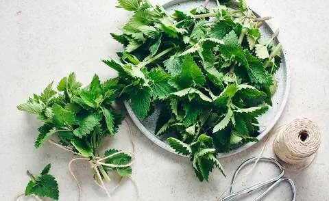 Свяжите лимонную мяту в букеты, чтобы высушить