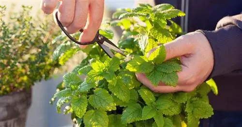 Сбор и сушка мелиссы: как это работает