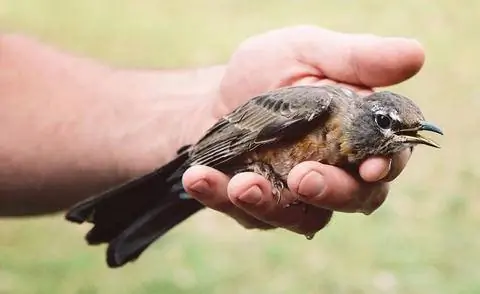 Ошеломленная птица в руке