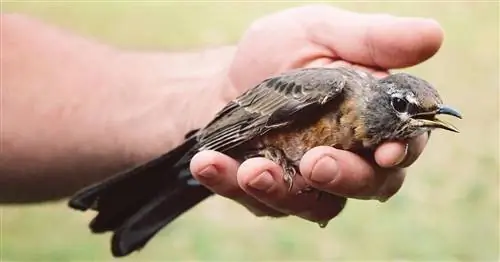 Что делать, если в окно залетела птица?