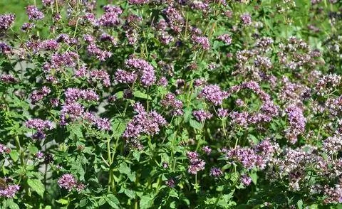 Цветущий орегано