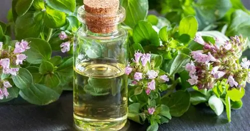 Приготовьте масло орегано самостоятельно: вот как