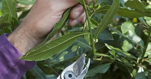 Обрезка лавра: самые важные советы