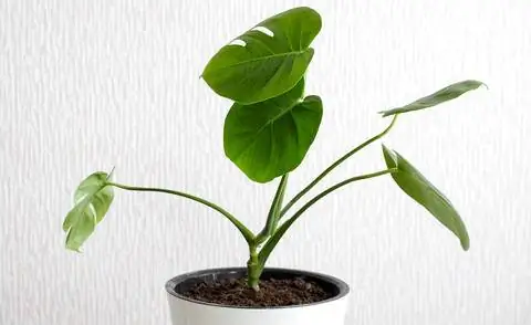 Черенки монстеры в цветочном горшке