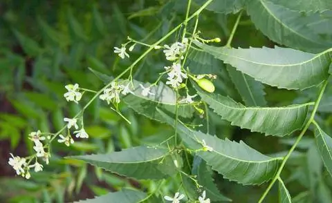 Листья и цветы дерева ним