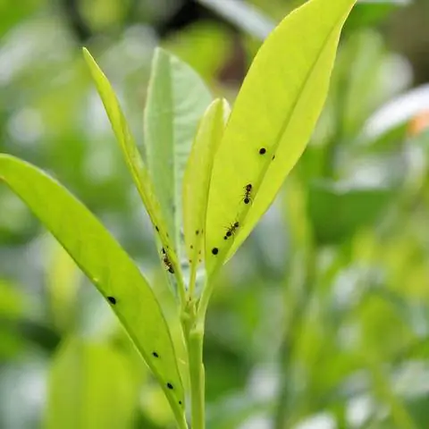 Тля на вишнёвом лавре