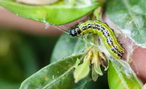 Гусеница самшитовой моли