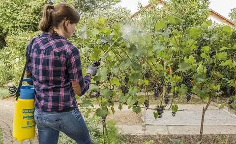 Нанесите смоченную серу на виноградные лозы