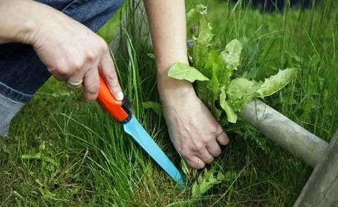 Удалите одуванчики с помощью рыхлителя