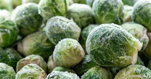 Замораживание брюссельской капусты: как сохранить вкус