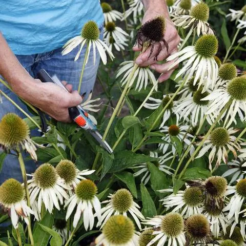 Эхинацея пурпурная: отрежьте отцветшие стебли.