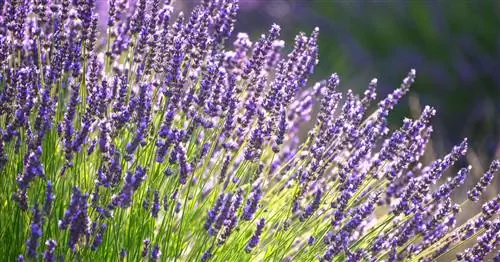 3 самые большие ошибки при уходе за лавандой