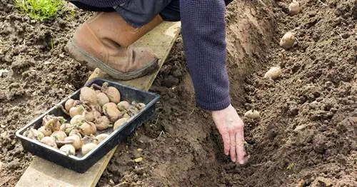 Положить картошку – как это работает