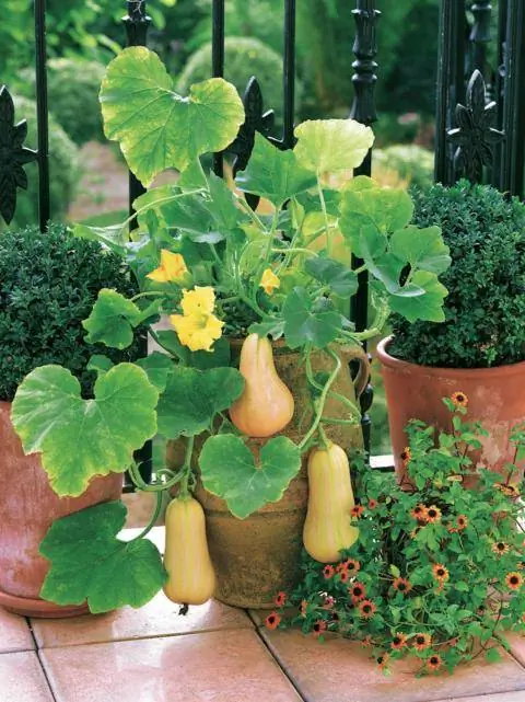 Мускусная тыква 'Butternut W altham'