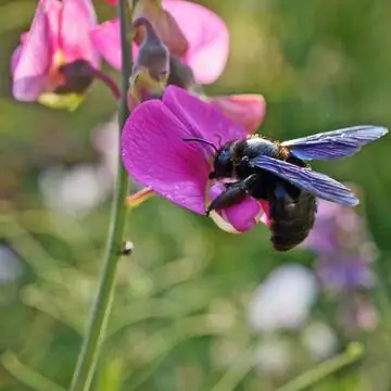 Синяя пчела-плотник