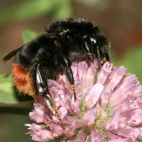 Скальный шмель на цветке красного клевера