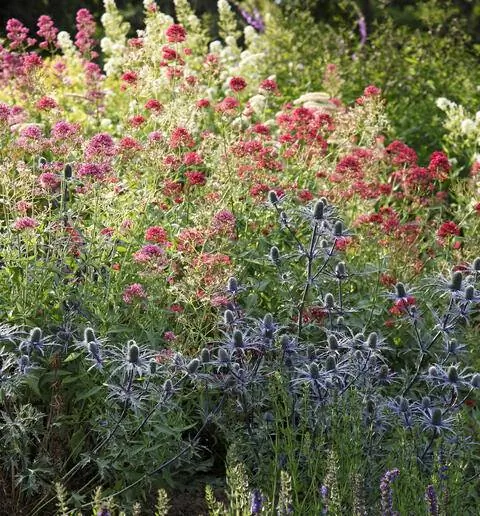 Мужской мусор, шпорники и иссоп