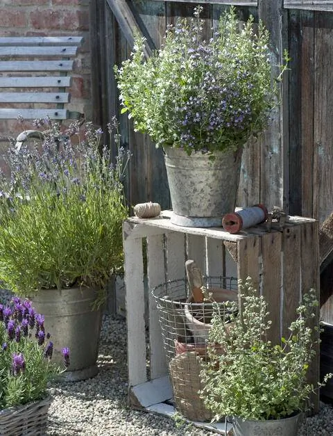 Каламинт и лаванда