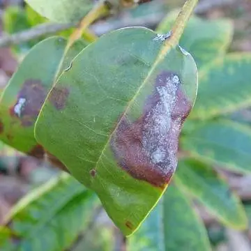 Заражение листьев фитофторой Рододендрон