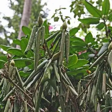 Заражение корня рододендрона фитофторозом