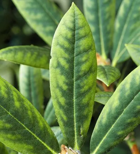 Дефицит железа