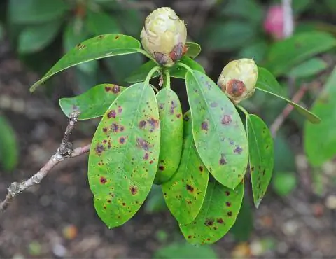 Заболевания пятнистостью листьев рододендрона
