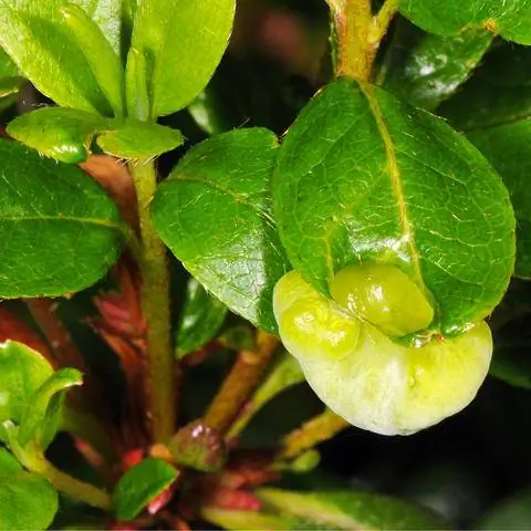 Болезнь мочки уха