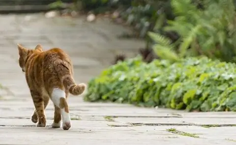 Кошки просто не чувствуют запах некоторых растений