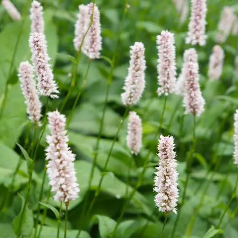 Горец ковер