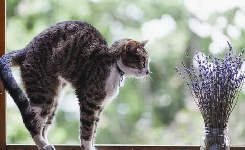 Запах лаванды не нравится кошкам