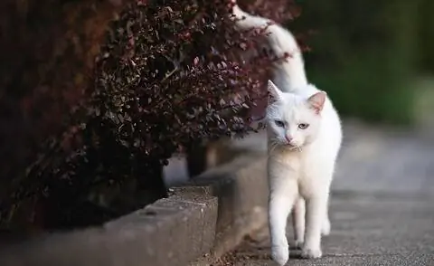 Кот избегает колючей изгороди
