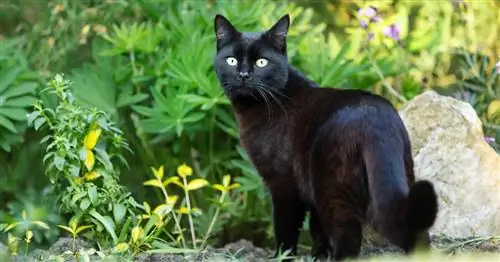 Лучшие растения против кошек