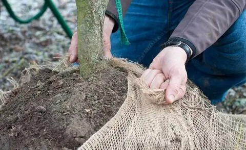 Оберните корневой ком тканью