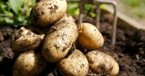 Выращивание картофеля: 3 самые распространенные ошибки