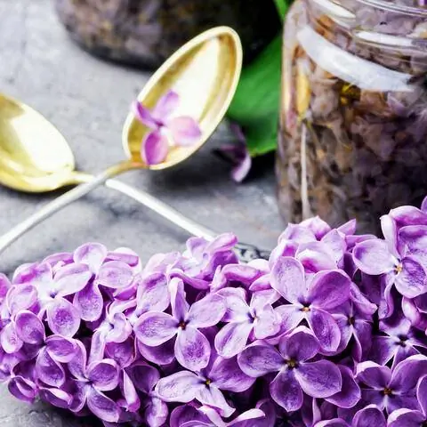 Цветки сирени как ингредиент для варенья и сиропа