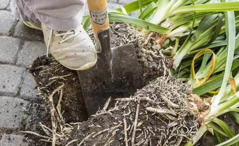 Размножение агапантуса делением