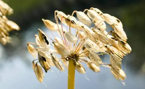 Семена агапантуса